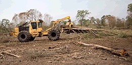 Stripping a forest for lumber, pulp and, possibly, wood pellets. 
