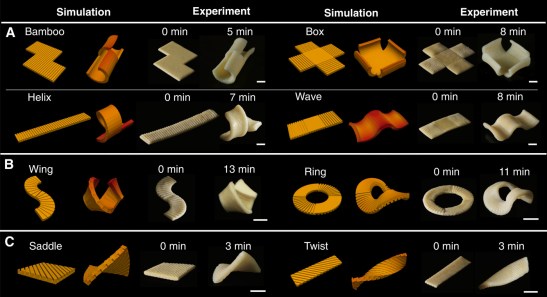 Pasta Geometry Alignment CELEBRATING PASTA ENGINEERING | Simanaitis Says