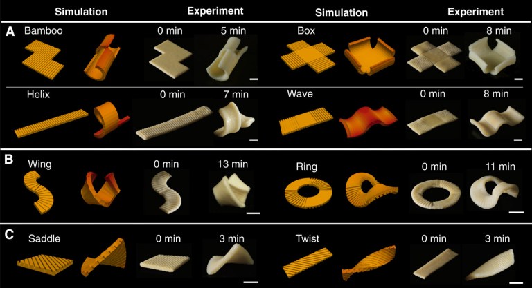 Pasta Engineering CELEBRATING PASTA ENGINEERING | Simanaitis Says